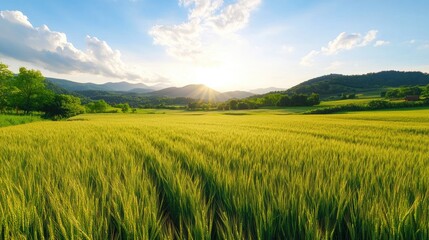 Obraz premium Serene Golden Fields Under Blue Sky with Sunlight and Mountains