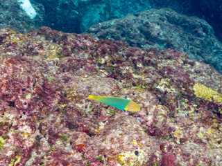 美しいヤマブキベラ（ベラ科）他。
英名学名：Yellow-brown wrasse (Thalassoma...