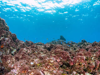 岩場に集まる、美しいソラスズメダイ（スズメダイ科）他の群れ。
英名学名：Heavenly Damselfish (Pomacentrus coelestis)
東京都伊豆諸島式根島-2024
