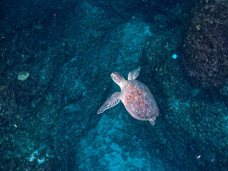Obraz premium ゆったり泳ぐ美しく大きなアオウミガメ（ウミガメ科）。 英名学名：green sea turtle (Chelonia mydas) 東京都伊豆諸島式根島-2024 