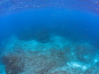 ゆったり泳ぐ美しく大きなアオウミガメ（ウミガメ科）。
英名学名：green sea turtle (Chelonia mydas)
東京都伊豆諸島式根島-2024
