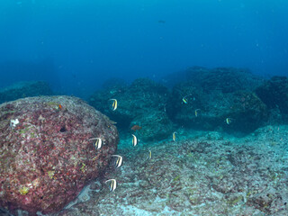 美しいツノダシ（ツノダシ科）の群れ他。
英名学名：Moorish Idol (Zanclus cornutus)
東京都伊豆諸島式根島-2024
