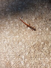 lizard on the stone