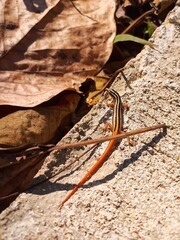 close up of a leaf and lizard