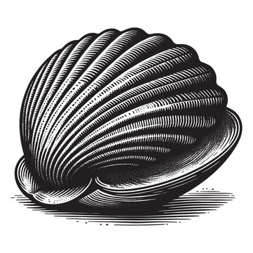 Monochrome stylized clam drawing showcasing meticulous woodcut l