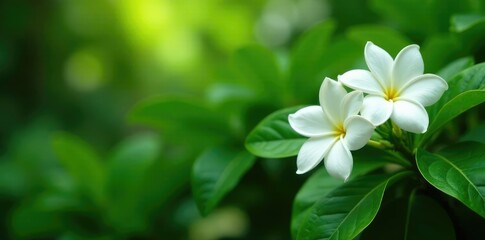 Fototapeta premium Lush greenery and white jasmine flowers in a tropical garden, nature, jasmine
