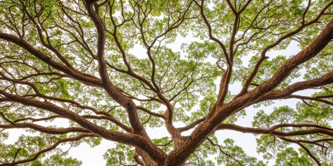 A lush tree with sprawling branches and abundant green leaves, viewed from below, creating a natural canopy against a bright sky.
