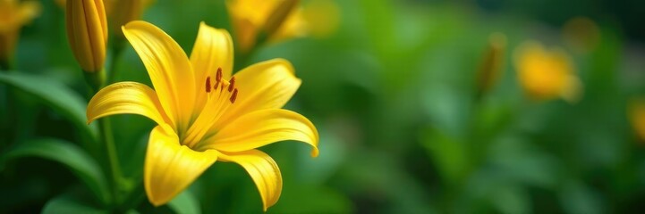 Yellow bright lily flower with leaves on the ground, lily, flower, leaves