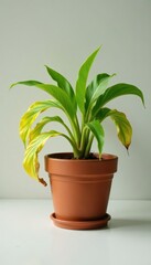 Yellowed leaves hanging limp in wilting spider plant pot, forgotten, pot