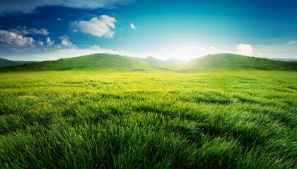 Obraz premium vibrant grass field