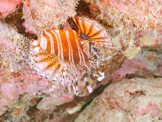 広げた羽根が美しいキリンミノ（フサカサゴ科）。
英名学名：Zebra turkeyfish (Dendrochirus zebra)
東京都伊豆諸島式根島-2024

