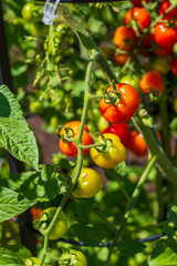 gorgeous tomatoes on the vine at Chicago Botanic Garden with lush green trees, plants and grass in Glencoe Illinois USA