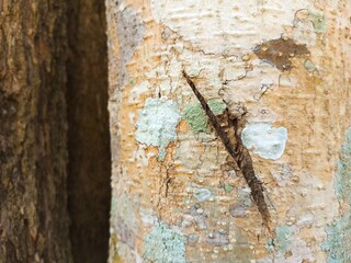 old wood texture