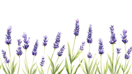 Naklejka premium Nature's watercolor lavender blooms in a serene botanical garden floral art
