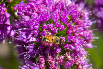 Beautiful purple Windy City Allium flowers with a honey bee resting on the leaves at Chicago Botanic Garden in Glencoe Illinois USA