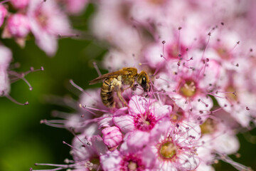 bee on a pink flower in Bistrita, Romania,
