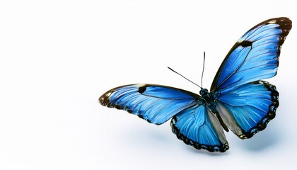 작고 파란색 나비가 날아오른다