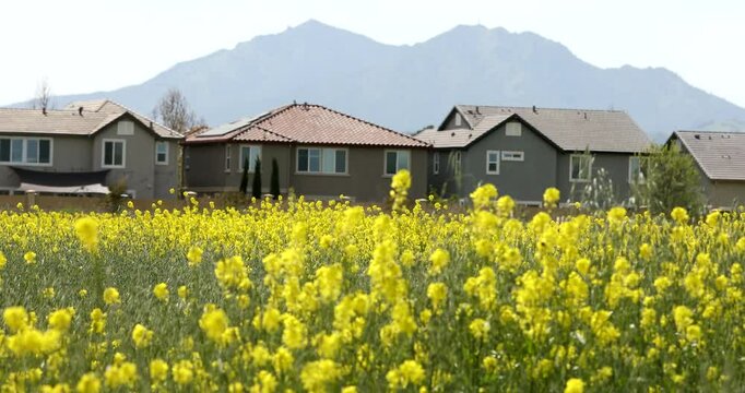 Houses framed by wildflowers and Mount Diablo rising in the distance in the Contra Costa County city of Brentwood, California, USA.