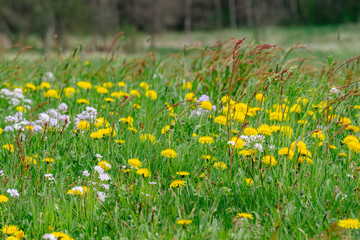 Obraz premium Vibrant Bavarian spring with green fields and golden dandelion blossoms