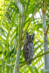 Male Eastern Screech Owl Megascops asio perches on an Areca palm