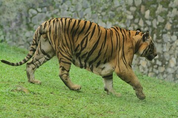A Sumatran tiger walking on the grass during the day