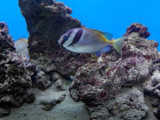 coral reef with fish
