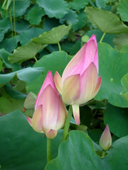 Fototapeta premium はす_１