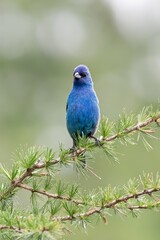INDIGO BUNTING BLUE BIRD