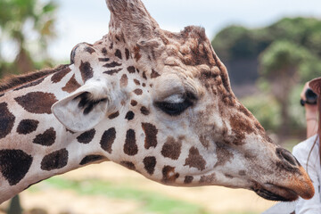 Giraffe Profile Portrait