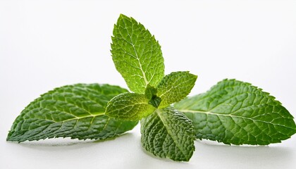 fresh mint herbal on white backgrounds