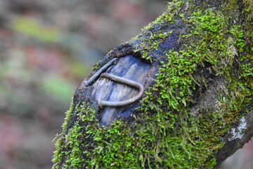 Rostige N&auml;gel im Baumstumpf