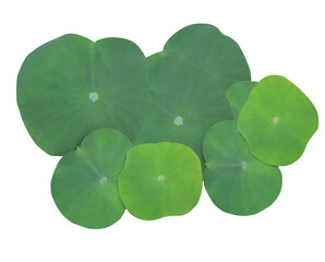 Close up green leaf of lotus or water lily tree isolated on transparent background. Top view of green leaves