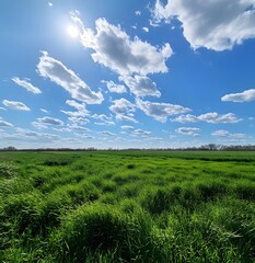 Obraz premium Sunny spring field expanse under a partly cloudy sky