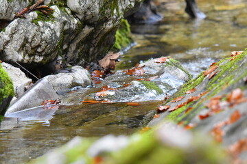 Wasserfall an einem Gebirgsbach 