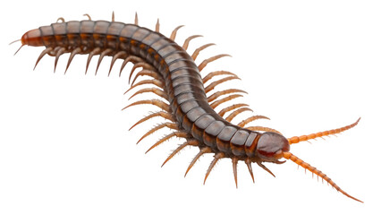 Fototapeta premium centipede isolated on white background