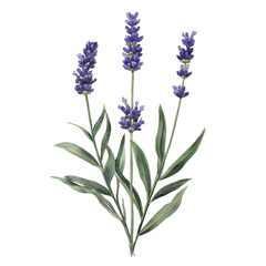 Naklejka premium Delicate Lavender Flowering Plant with Green Leaves and Stems