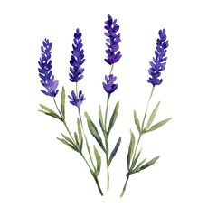 Naklejka premium Hand-Drawn Lavender Sprigs with Delicate Leaves in Soft Colors