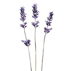 Obraz premium Lavender Stems with Purple Flowers Arranged on White Background
