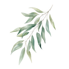 Fototapeta premium Green Eucalyptus Leaves on White Background for Natural Decor