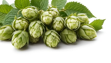 Fototapeta premium Fresh Green Hops with Leaves