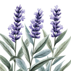 Fototapeta premium Beautiful Lavender Blossoms with Green Leaves in Full Bloom