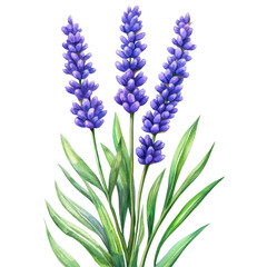 Obraz premium Beautiful Lavender Flowers in Bloom with Green Leaves Background