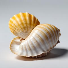 Obraz premium Elegant Seashells, Yellow and White Spiral Shell Duo