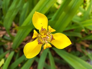 daffodils in the garden