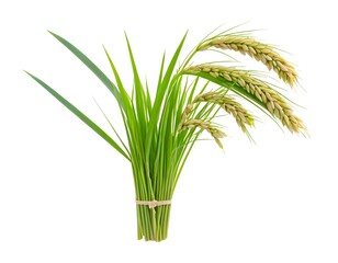 Fresh Rice Plants with Ears of Grain