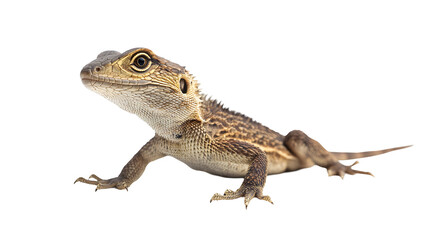 Naklejka premium lizard transparent background png