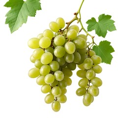 Fresh Green Grapes on the Vine