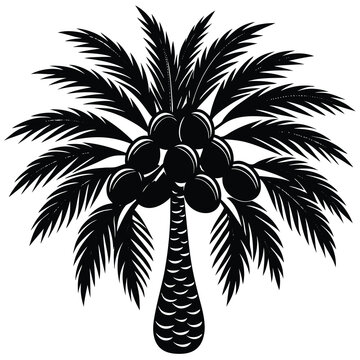 palm fruit  tal  on a tree