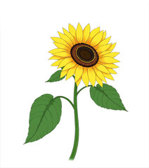 Obraz premium Radiant Sunflower with Green Stem and Leaves on White