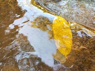 autumn leaves in water